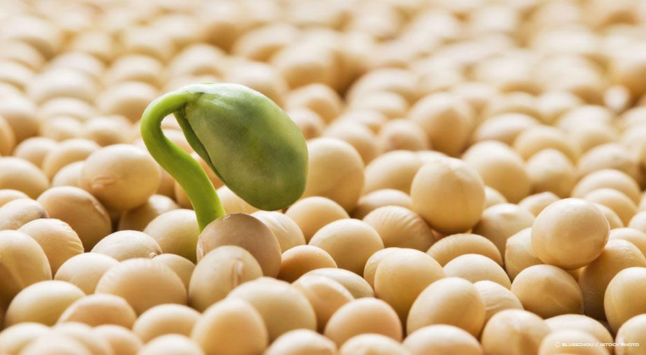 gdo soya